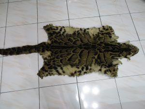 leopard skin photo